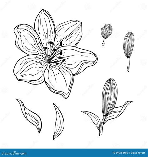 Hand Drawn Set Of Lilies Flower Leaves Isolated On White Background