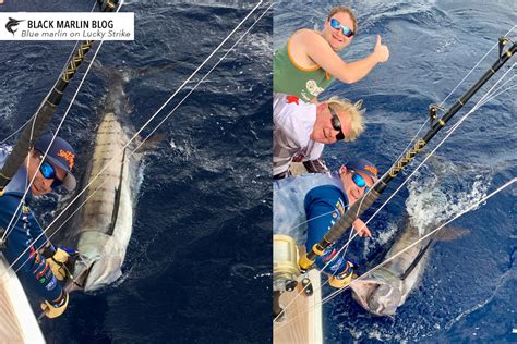 Seq Update Black Marlin Blog