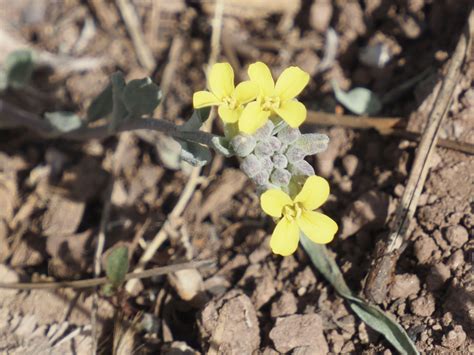 Mountain Bladderpod From Boulder County Co Usa On April At