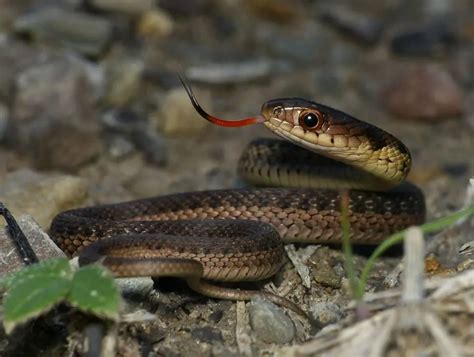 Eastern Garter Snake - Virginia Snake Removal