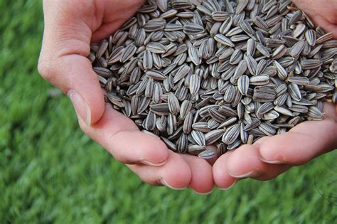 7 Best Types Of Bird Seeds Which Seeds Do Birds Prefer Optics Mag