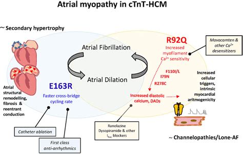 Frontiers Genotype Driven Pathogenesis Of Atrial Fibrillation In