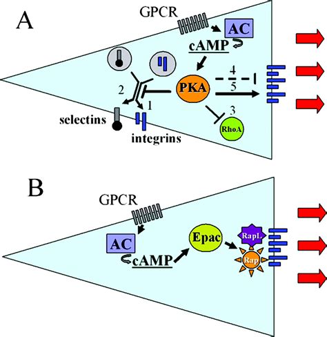 Camp Signaling In Leukocyte Transendothelial Migration Arteriosclerosis Thrombosis And