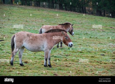 Przewalski Pferde Equus Przewalskii Fotos Und Bildmaterial In Hoher