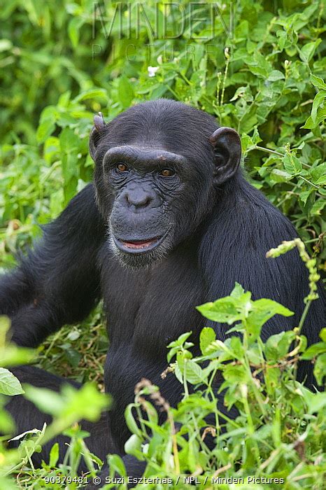 Chimpanzee Stock Photo Minden Pictures