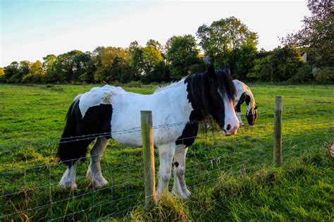 6 Tips To Keep Your Horse Pasture In Great Shape