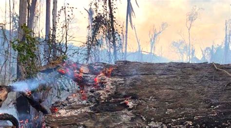 Apwr Em Apenas Oito Dias Focos De Queimadas Na Amazônia Já São 21