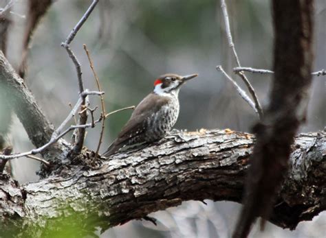 Pioneer Birding: AZ - Madera Canyon - 01/23