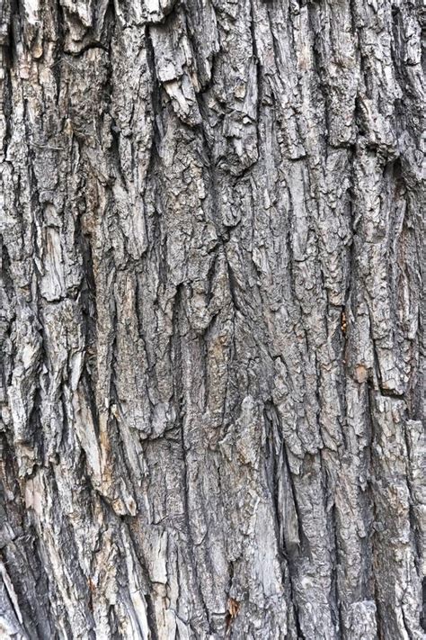 Texture De L Corce D Un Arbre D Orme Photo Stock Image Du Raboteux