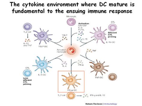 Round 15 Autoimmunity Through Cytokine Induced Dendritic Cell Activation Arthritis Information