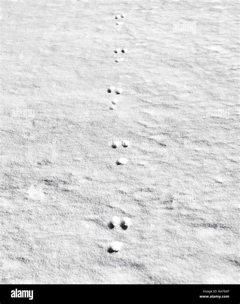 Rabbit tracks in snow hi-res stock photography and images - Alamy