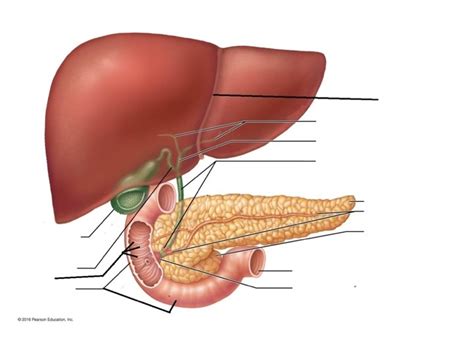 Liver Diagram Quizlet