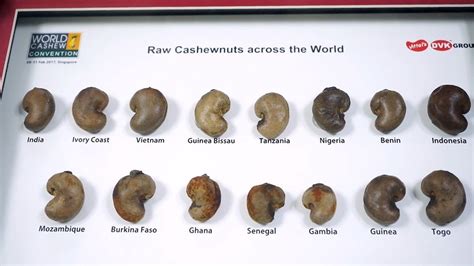 Raw Cashew Nuts Benin Origin At 105 Kg Raw Cashews In Sirsa ID