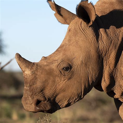 How Many Rhinos Are Left In The World