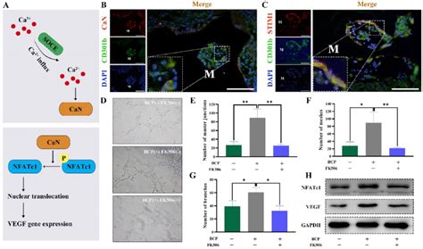 Cd B Macrophages Mediate Angiogenesis Of Calcium Phosphate