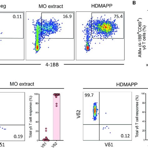 Pdf Ex Vivo Assays Show Human Gamma Delta T Cells Specific For Common