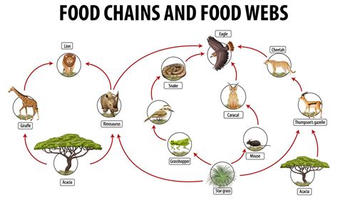 Education Poster Of Biology For Food Webs And Food Chains Diagram