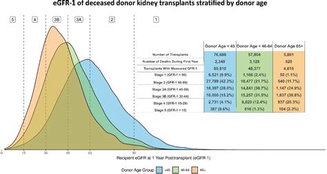 Child Kidney Transplant Life Expectancy Elidia Kelleher