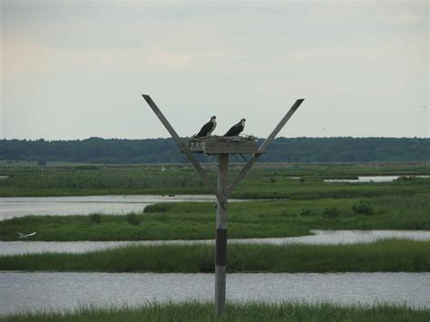 Free picture: pair, osprey, birds, pandion haliaetus, nesting, wetlands, area