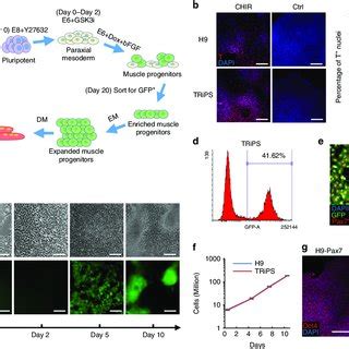 Derivation Of Pax Myogenic Progenitors From Hpscs A Schematics Of