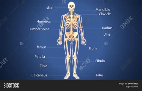 Human Skeleton Image And Photo Free Trial Bigstock