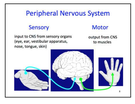 Neuroscience Flashcards Quizlet