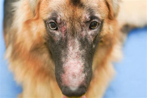 Dermatitis en perros o Atopia Canina Qué es