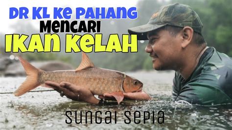 Ikan Kelah Jeram Perahu Sungai Sepia YouTube