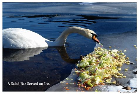 Swan Lovers