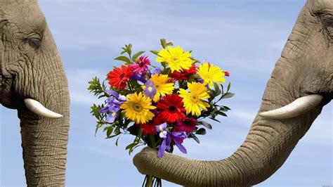 Pure Animal Love Two Elephants And A Bouquet Of Flowers