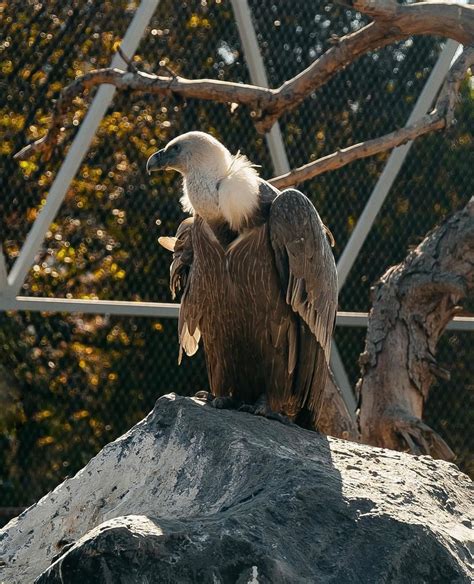 Exciting Wildlife In The City Center Azerbaijan Travel