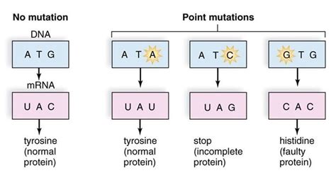 Mutation Causes And Types The Science Notes