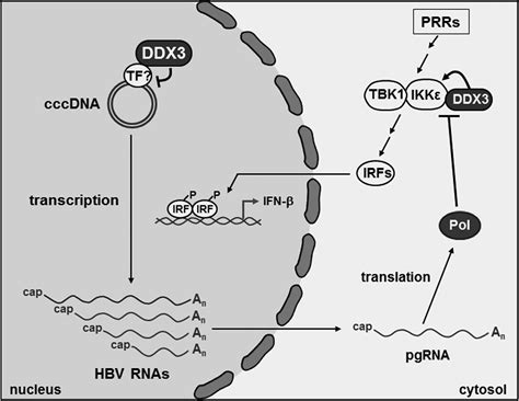 Ddx3 Dead Box Rna Helicase Is A Host Factor That Restricts Hepatitis B