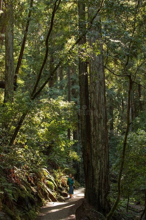 Muir Woods National Monument Near San Francisco In California U Stock