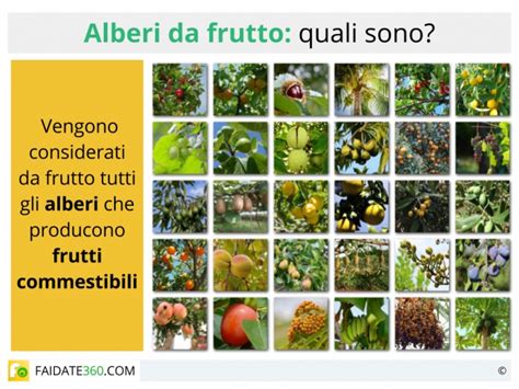 Alberi Da Frutto Quali Sono Specie Coltivazioni E Prezzi