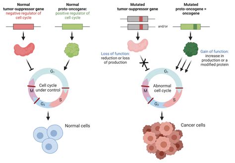 Cancer And The Cell Cycle College Biology I