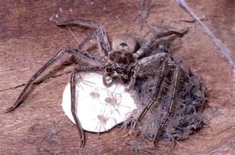 How Long Does It Take For Spider Eggs To Hatch? – WhatBugIsThat