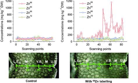 Concentrations of different zinc (Zn) isotopes ( 68 Zn, 64 Zn, 66 Zn... | Download Scientific ...