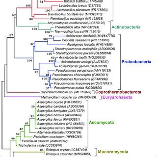 Phylogenetic Tree Showing Relationships Among Diverse Phyla Of Plastic