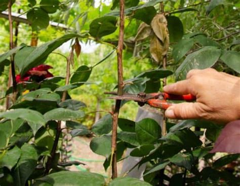 Tratamiento y prevención de la mancha negra del rosal