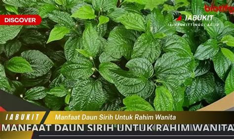 Ketahui 7 Manfaat Daun Sirih Untuk Rahim Wanita Yang Wajib Kamu Tahu Discover