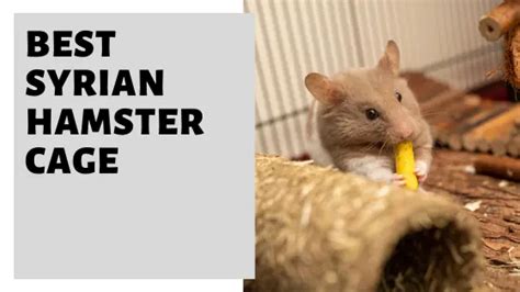 The Best Syrian Hamster Cage You Need To Get!