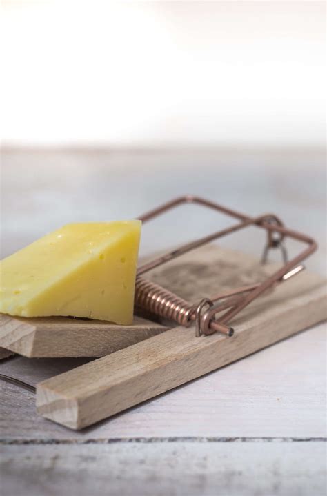 knockout mouse ashland  plays festival