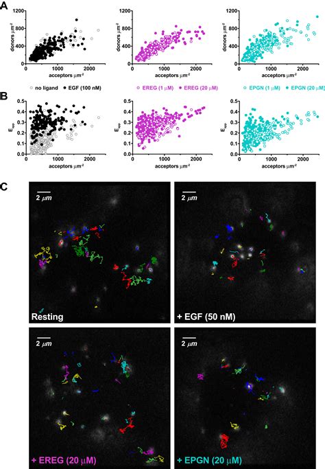 Egfr Ligands Differentially Stabilize Receptor Dimers To Specify