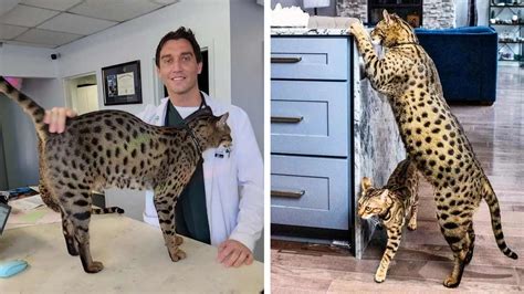 Fenrir A Savannah Cat Crowned World S Tallest Living Domestic Cat By