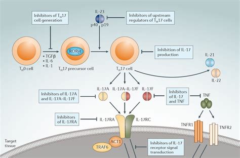 Multimedia Targeting Il 17 In Inflammatory Disease