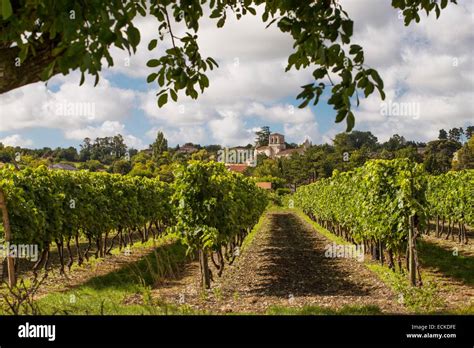 France Charente Cognac Vineyard Stock Photo Alamy