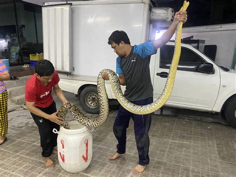 Ingatkan Tersumbat Lelaki Tak Sangka Ular Sawa Tersekat Dalam Saluran