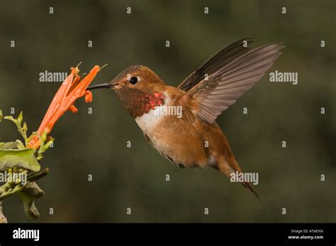 Rufous Hummingbird Male Selasphorus Rufus At Justicia Spicigera