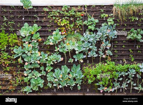 The Edible Garden Wall Vertical Garden Created By Urban Farming For